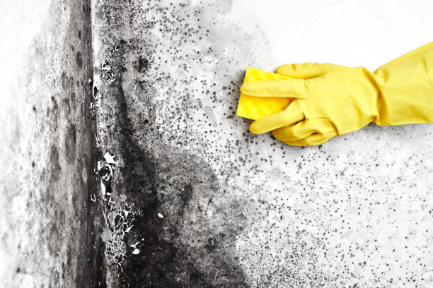 Best Crawl Space Mold Removal  in Sausalito, CA