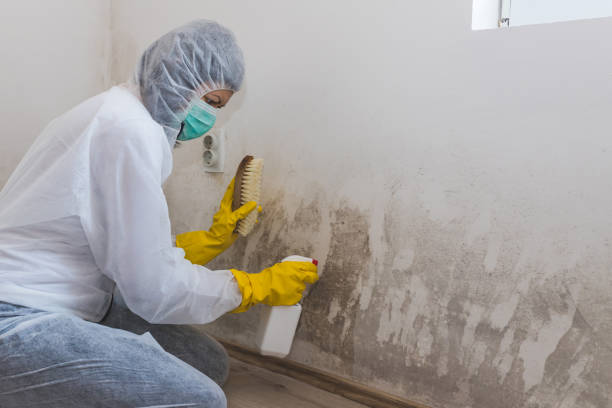Best Black Mold Removal  in Sausalito, CA