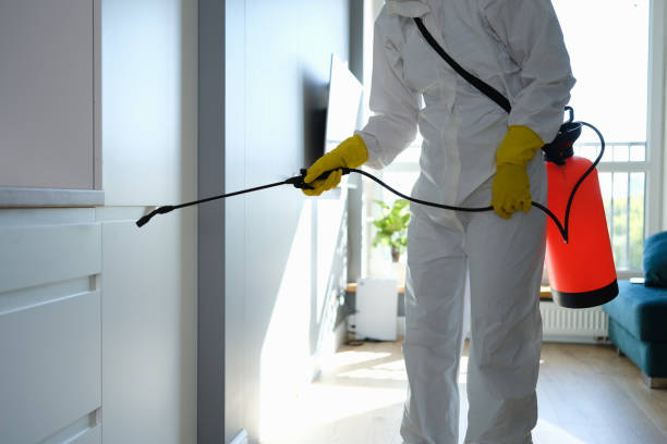Mold Removal Process in Sausalito, CA