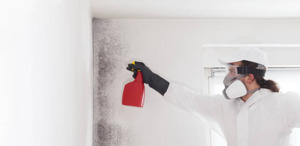 Best Residential Mold Removal  in Sausalito, CA
