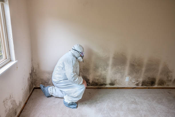 Best Office Mold Removal Services  in Sausalito, CA
