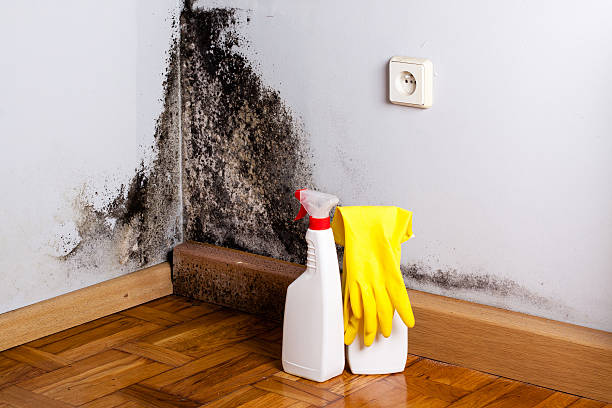 Best Fast Mold Removal  in Sausalito, CA