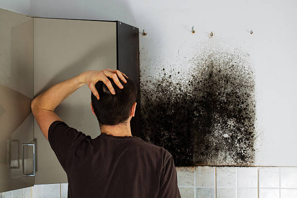 Best Black Mold Removal  in Sausalito, CA