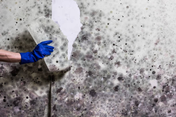 Best Mold Remediation  in Sausalito, CA