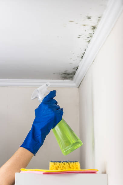 Best Mold Cleaning Services  in Sausalito, CA