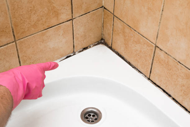 Best Certified Mold Removal  in Sausalito, CA