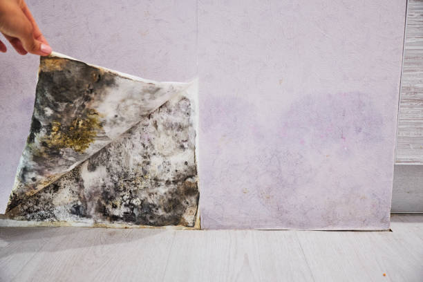 Best Local Mold Removal Service  in Sausalito, CA